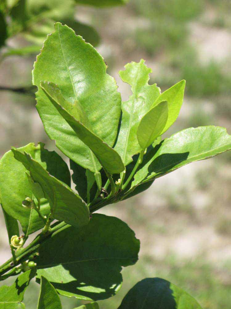              Sun leaves (Winter Haven, FL)       
